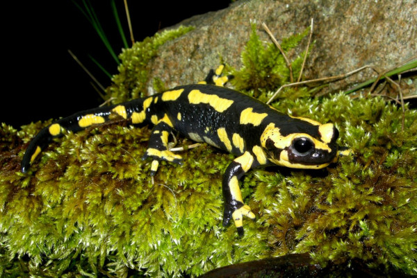 Salamandre tachetée (Salamandra salamandra) © Aurélien Audevard